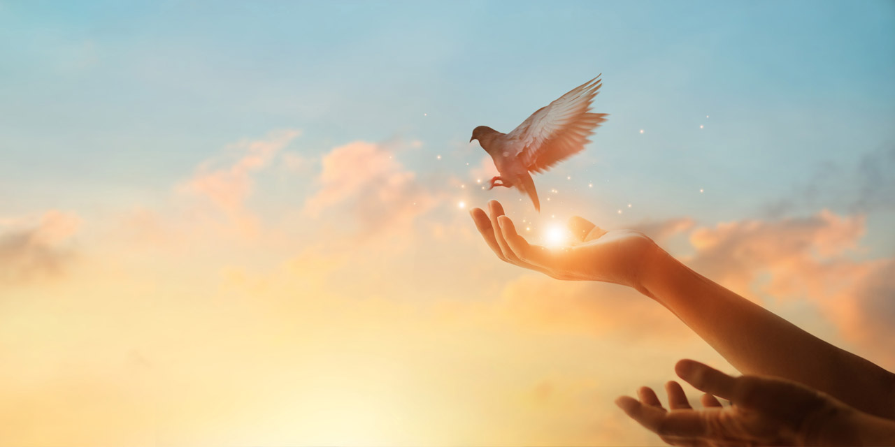 BIRDINHAND