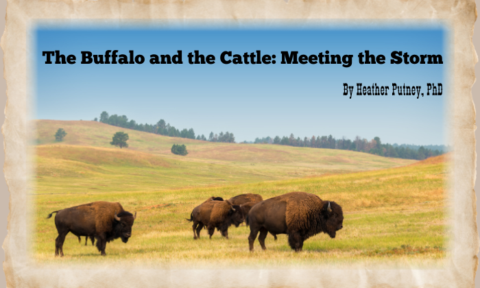 The Buffalo and the Cattle: Meeting the Storm